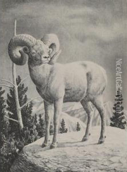Bighorn Ram Oil Painting - Charles C. Mckim