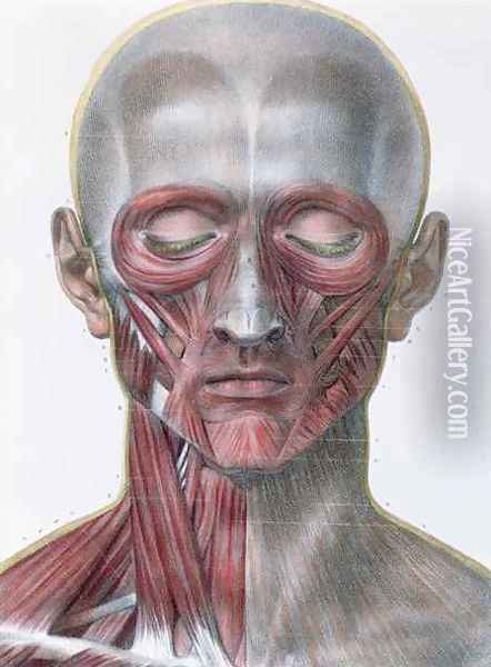 Musculature of the face Oil Painting - Nicolas Henri Jacob