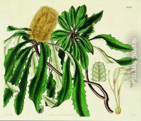 Banksia Paludosa (swamp Banksia) Oil Painting - William Jackson Hooker