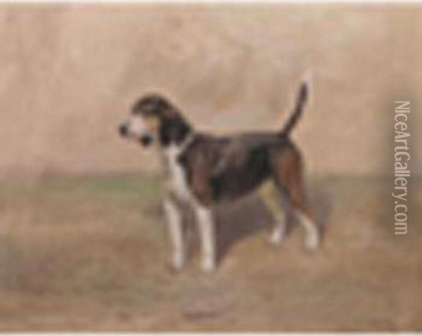 Portrait Of The Beagle Bitch 'bashful' Oil Painting - Thomas Ivester Lloyd