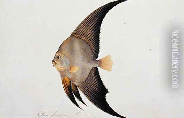 Eekan Leeman Leeman, from 'Drawings of Fishes from Malacca', c.1805-18 Oil Painting - Anonymous Artist