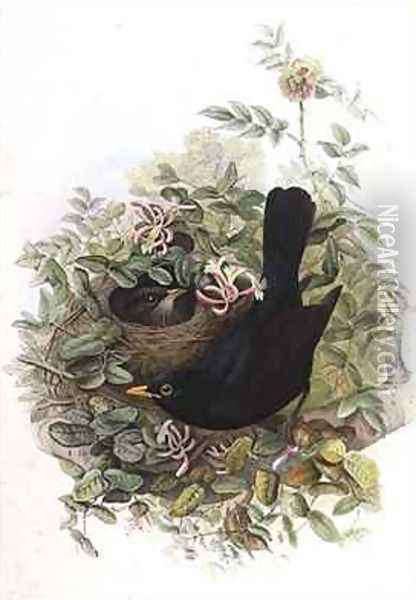 Blackbird Oil Painting - John Gould