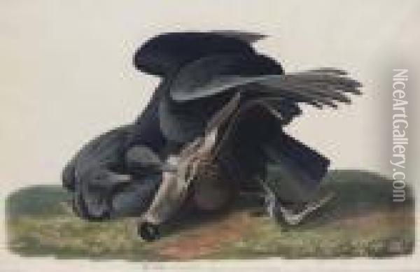 Black Vulture Or Carrion Crow (plate Cvi)
Cathartes Aratus Oil Painting - John James Audubon
