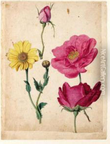 A Sheet Of Studies With French Roses And An Ox-eye-daisy Oil Painting - Jacques (de Morgues) Le Moyne