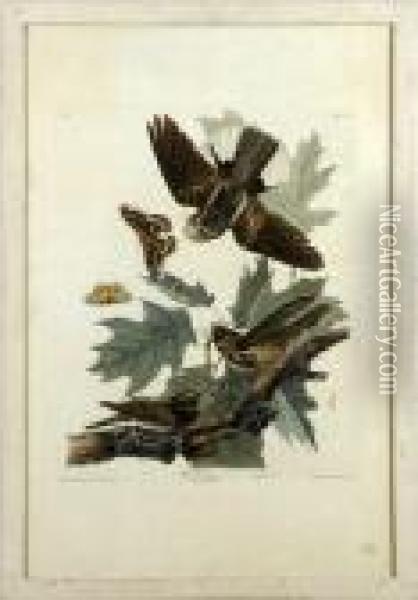 Whip-poor-will Oil Painting - John James Audubon