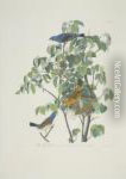 Blue-bird; And Blue Grosbeak (plate Cxiii And Cxxii) Oil Painting - John James Audubon