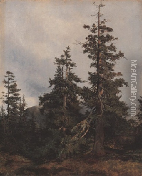 Grands Sapins Dans Un Paysage De Montagne Oil Painting - Alexandre Calame
