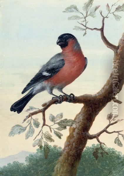 Study Of A Red-breasted Bird On A Branch Oil Painting - Christophe-Ludwig Agricola