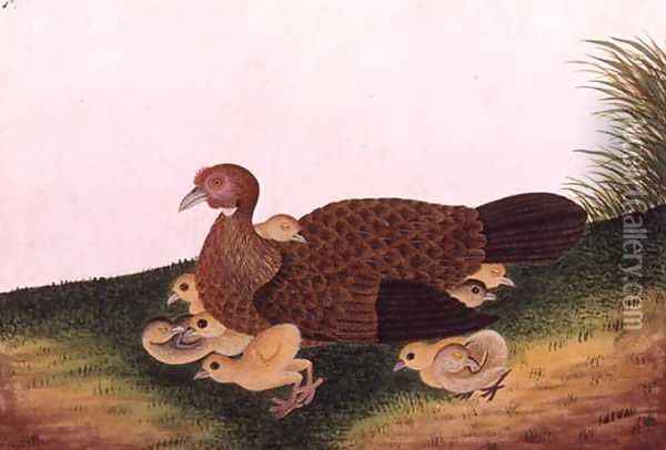Jangle Hen with her chickens, from 'Drawings of Birds from Malacca', c.1805-18 Oil Painting - Anonymous Artist