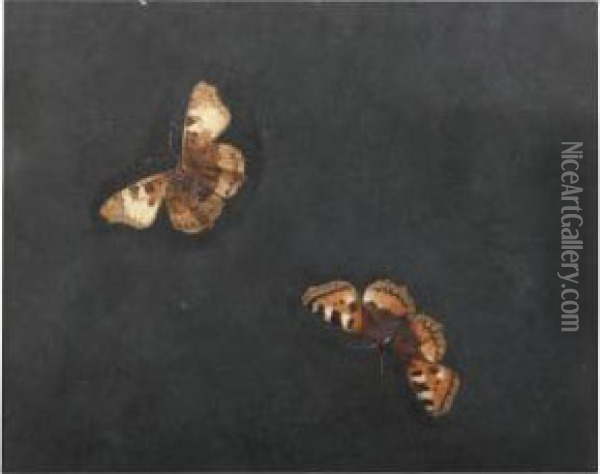 Two Gouaches Of Pairs Of Moths Oil Painting - Herman Henstenburgh