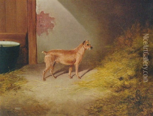 A Border Terrier In A Barn Oil Painting - Colin Graeme