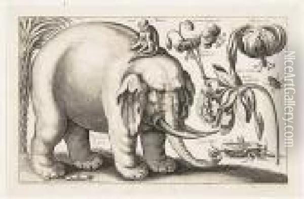 Elephant<</b> Oil Painting - Wenceslaus Hollar