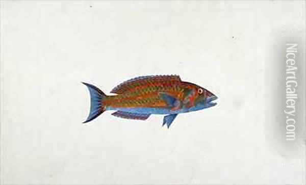 A Fish, El Hudderi Imbo Oil Painting - James (Abyssinian Bruce) Bruce