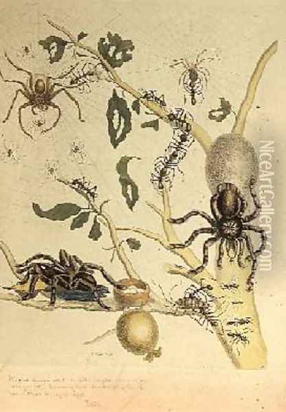 Spiders Mygole plate 18 from Over de Voorteeling 1730 Oil Painting - Maria Sibylla Merian