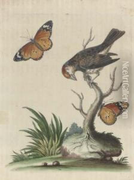 Histoire Naturelle Des Oiseaux: Two Plates Oil Painting - Francois Nicolas Martinet