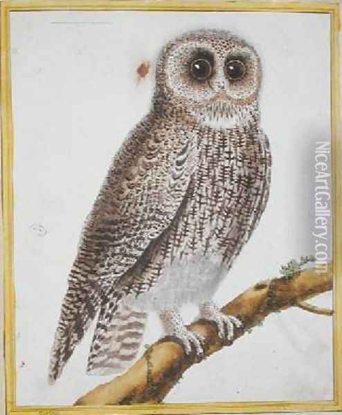 Owl from Histoire Naturelle des Oiseaux by Georges de Buffon 1707-88 Oil Painting - Francois Nicolas Martinet