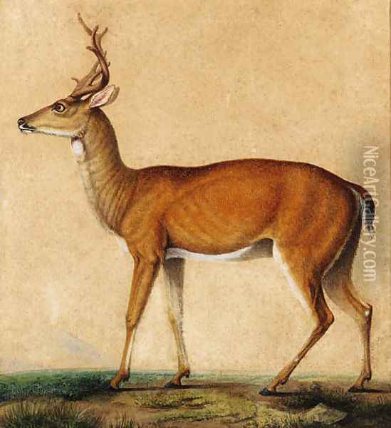 A roebuck, with Vesuvius in the distance Oil Painting - Neapolitan School