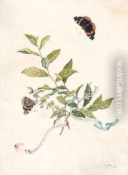 Leonia ligustrina (Lily of the Valley Bush), with two Red Admiral butterflies Oil Painting - Georg Dionysius Ehret
