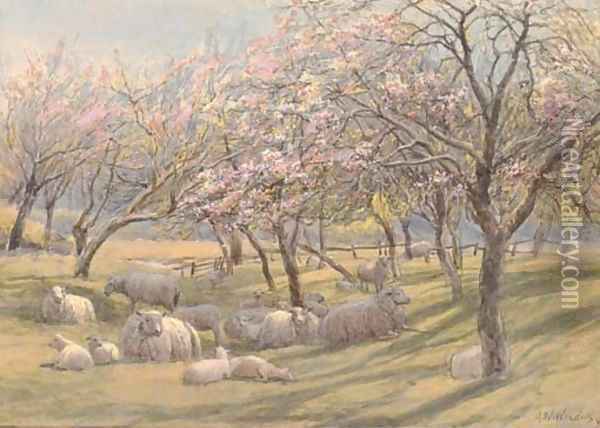 Sheep resting in the shade of an apple orchard Oil Painting - Augustus Watford Weedon
