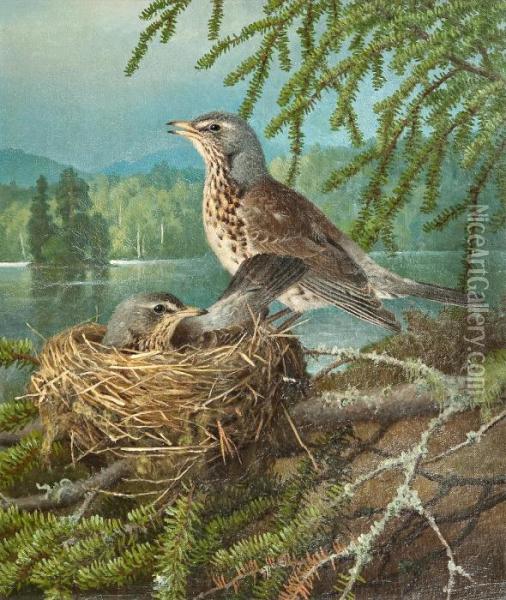 Birds At The Nest Oil Painting - Ferdinand Wilhelm Von Wright