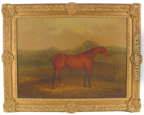 Race Horse Standing Before A Fence Oil Painting - James Barenger the Younger