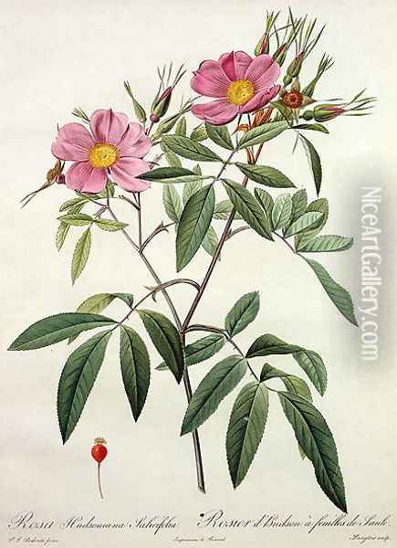 Rosa Hudsoniana Salicifolia, engraved by Langlois, published by Remond Oil Painting - Pierre-Joseph Redoute