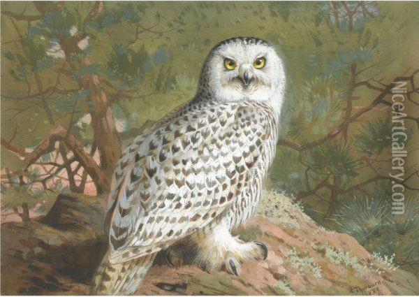 A Female Snowy Owl Oil Painting - Archibald Thorburn