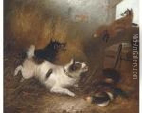 Terriers Chasing A Fox In A Barn Oil Painting - George Armfield