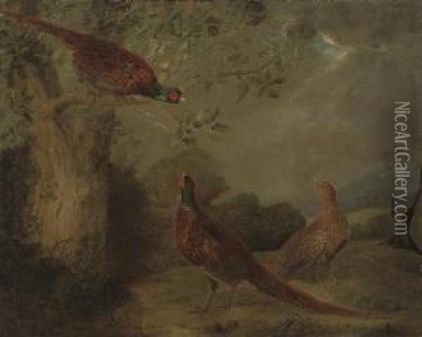 Pheasants Oil Painting - Stephen Elmer