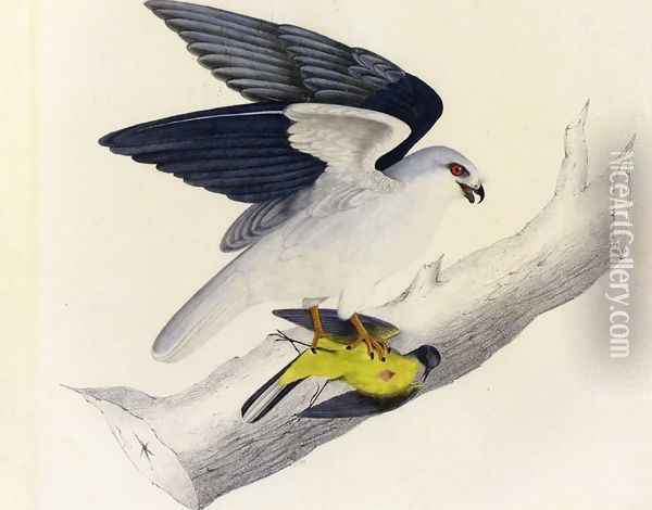 White-tailed Kite Oil Painting - John James Audubon