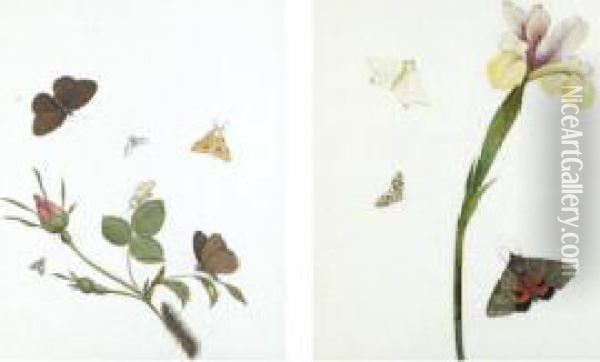 Three Framed Studies Of Flowers With Butterflies Oil Painting - Nicolas Struyk