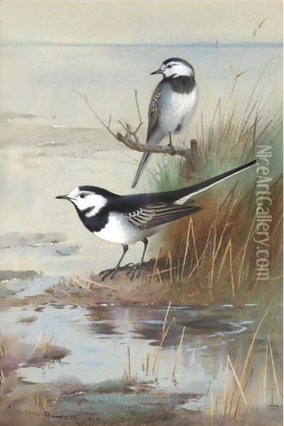 A Pair Of Pied Wagtails Oil Painting - Archibald Thorburn