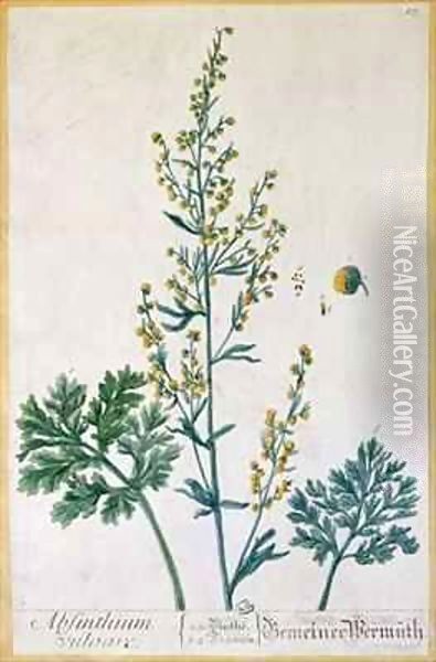 Absinthe, plate from 'Herbarium Blackwellianum' Oil Painting - Elizabeth Blackwell