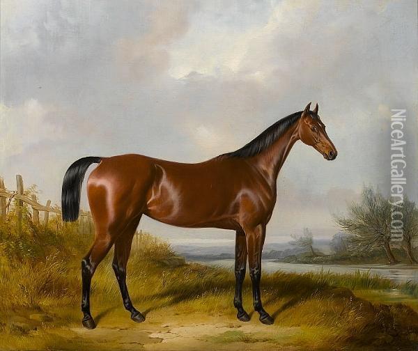 A Bay Hunter By A River Oil Painting - William Barraud