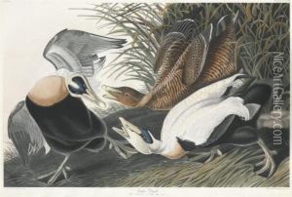 Eider Duck Oil Painting - Robert Ii Havell