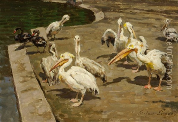 Pelikane Oil Painting - Stefan Simony