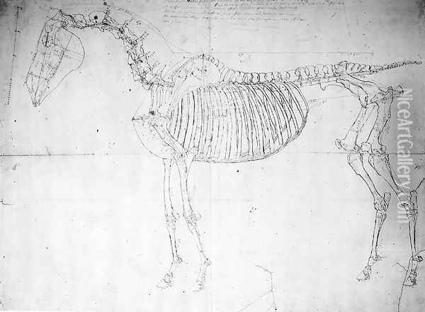 Anatomical study of a horse Oil Painting - George Stubbs