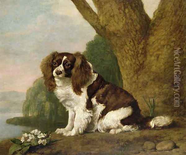 Fanny, a brown and white spaniel, 1778 Oil Painting - George Stubbs
