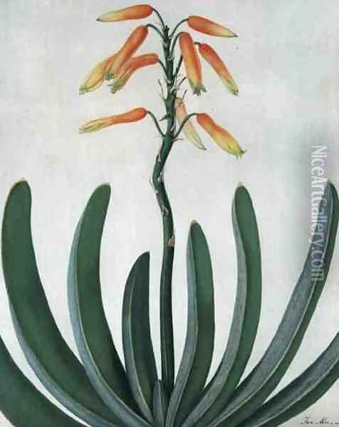 Aloe Striata Oil Painting - Matilda Conyers