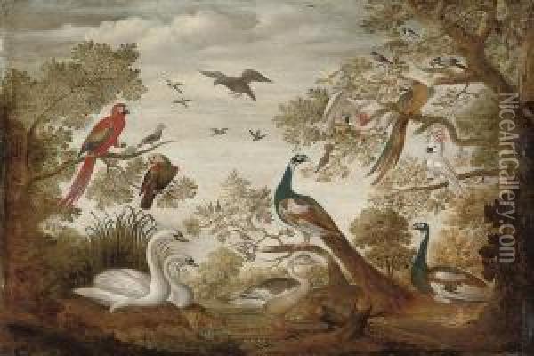Swans, Peacocks, Parrots, A Cockatoo, A Goose And Other Birds In Alandscape Oil Painting - Tobias van Haecht (see Verhaecht)