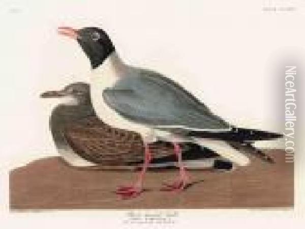 Black-headed Gull Oil Painting - John James Audubon