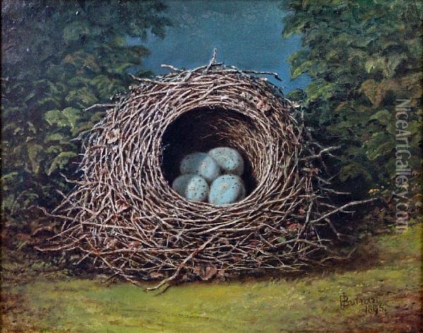 A Bird's Nest Oil Painting - James Burras