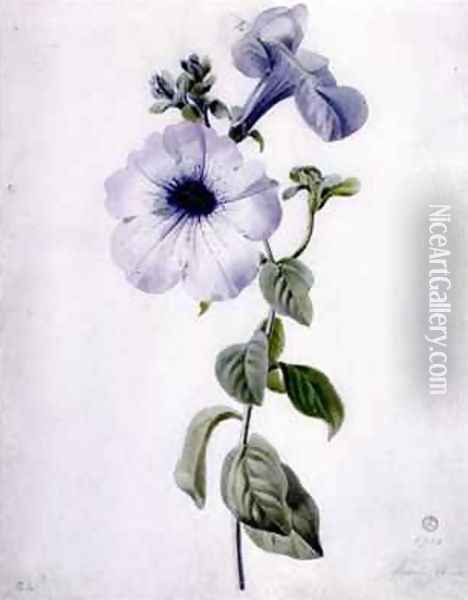 Petunia Oil Painting - Marie-Anne
