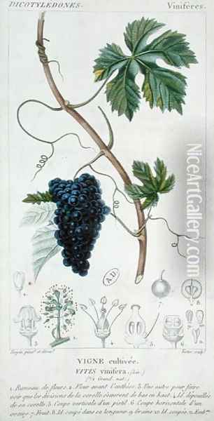 Grape Vine Vitis Vinifera botanical plate, c.1820 Oil Painting - Pierre Jean Francois Turpin