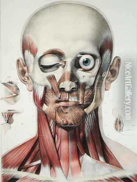 Musculature of the face with the orbit of the eye Oil Painting - Nicolas Henri Jacob