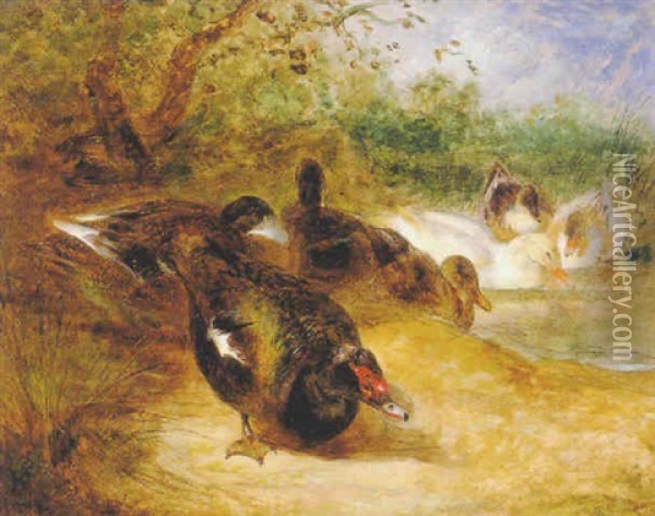 Ducks Oil Painting - William Huggins