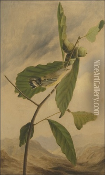 Black And Yellow Warbler, Dendroida Magnolia (after John James Audubon) Oil Painting - Joseph Bartholemew Kidd
