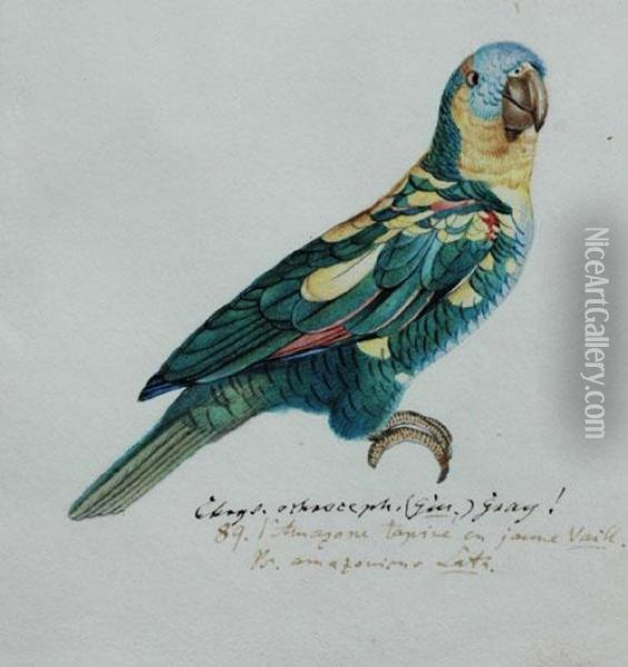 Study Of An Amazonian Parrot Oil Painting - Heinrich Gotlieb L. Reichenbach