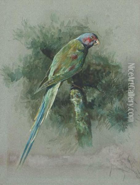 Study Of A Parrot Oil Painting - Arthur Wardle