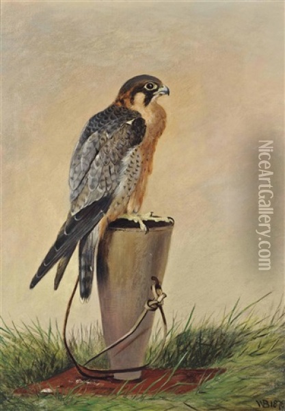 A Red Naped Shaheen Falcon Oil Painting - William Broderick